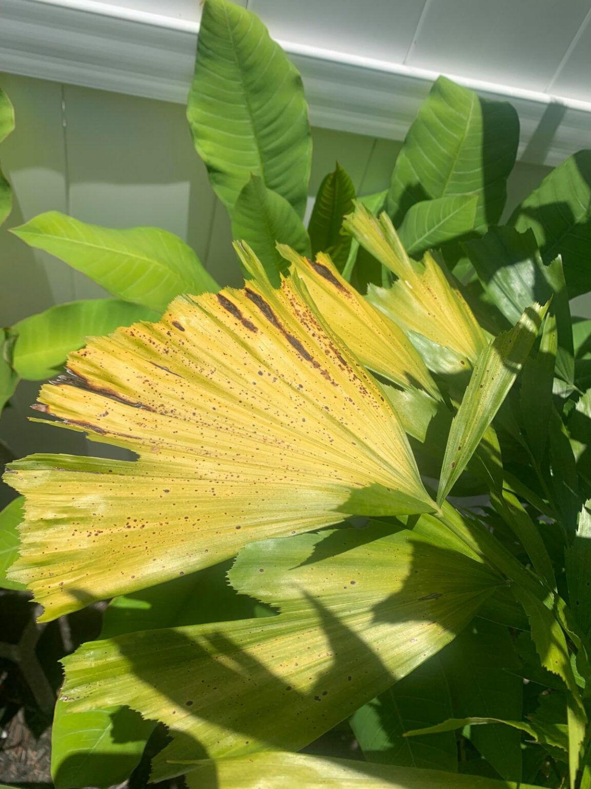 How To Grow And Care For Fishtail Palm Houseplant Central