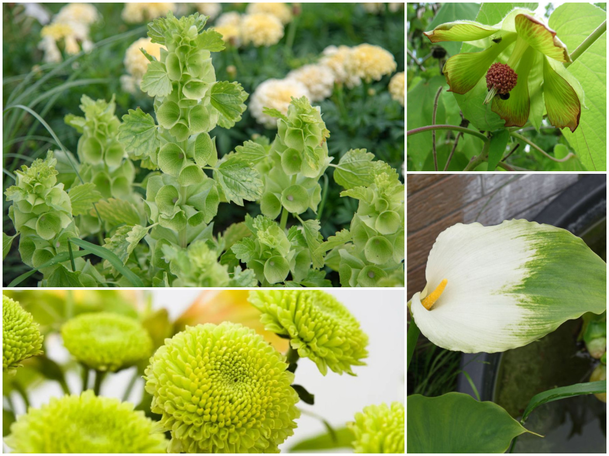 Types Of Green Flowers