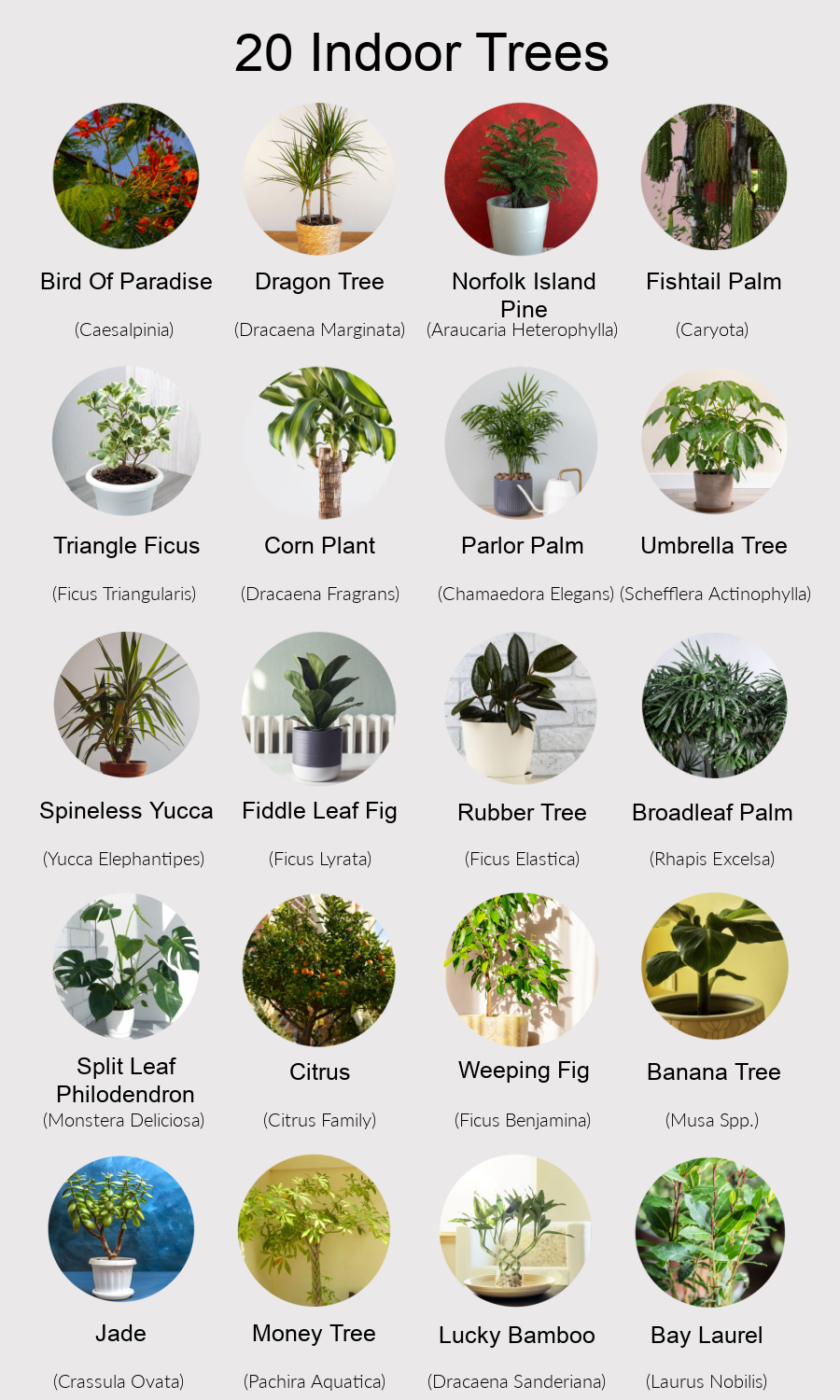 Names Of Indoor Trees