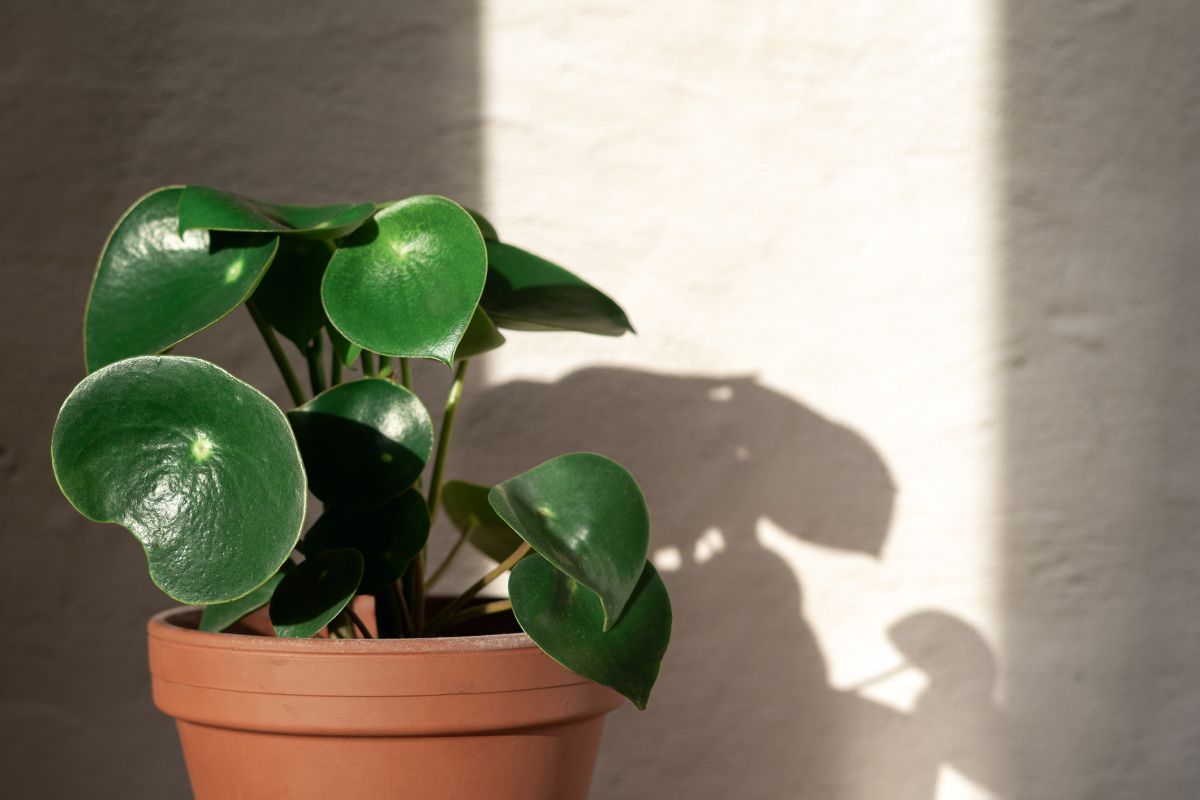 All About Peperomia Raindrop 