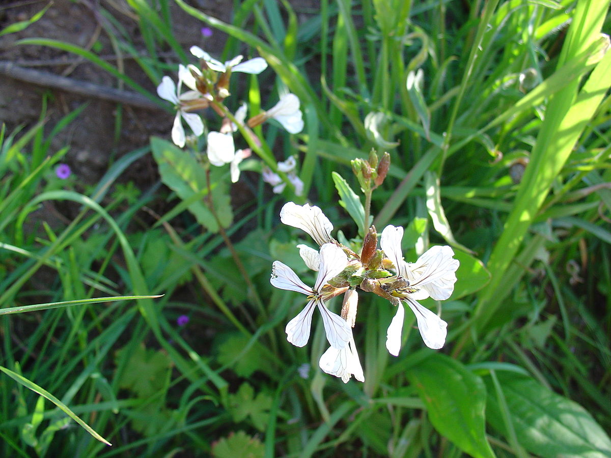 Arugula 