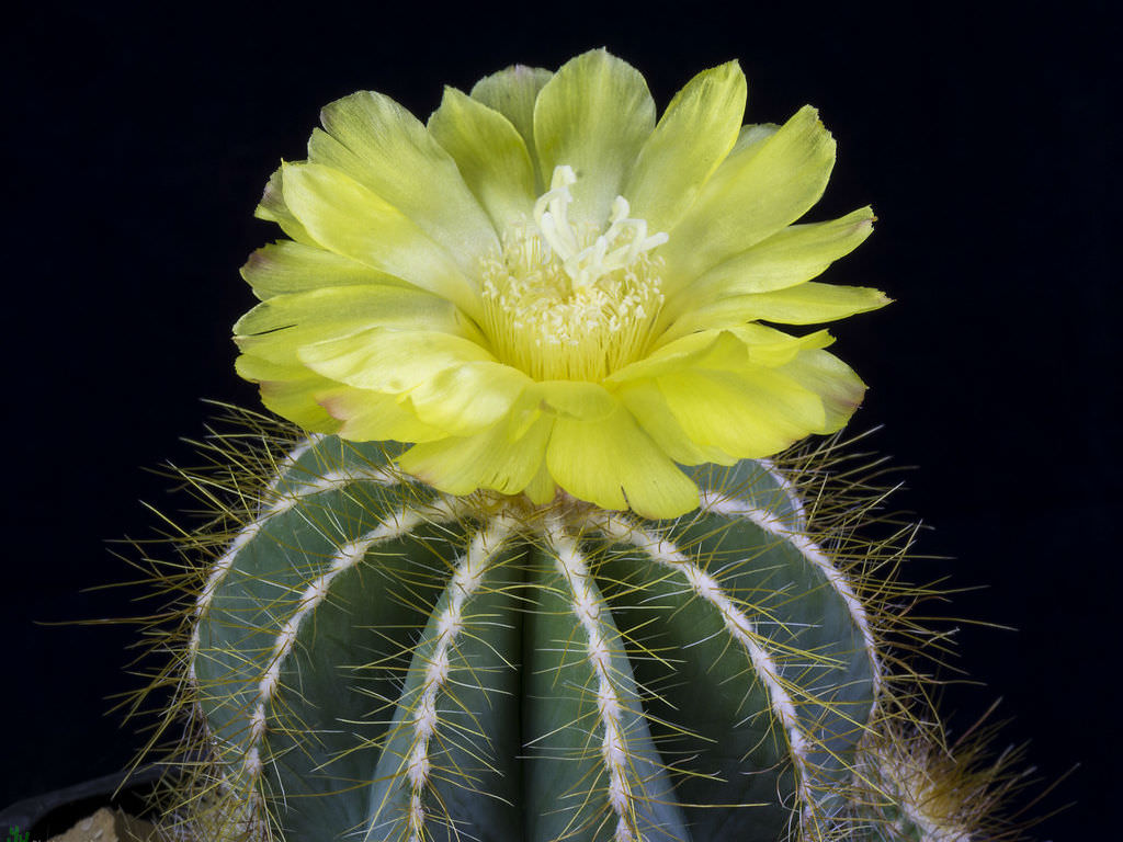 Balloon Cactus