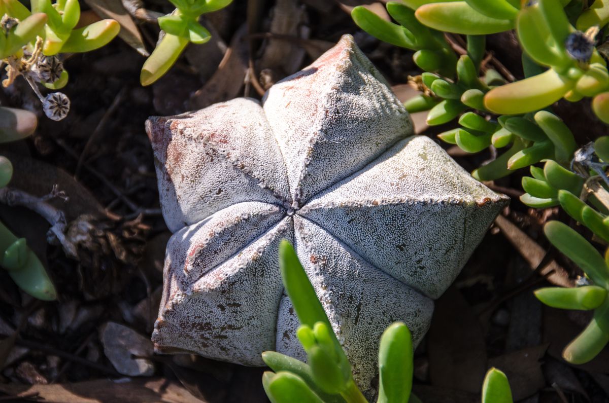 Bishop's Cap