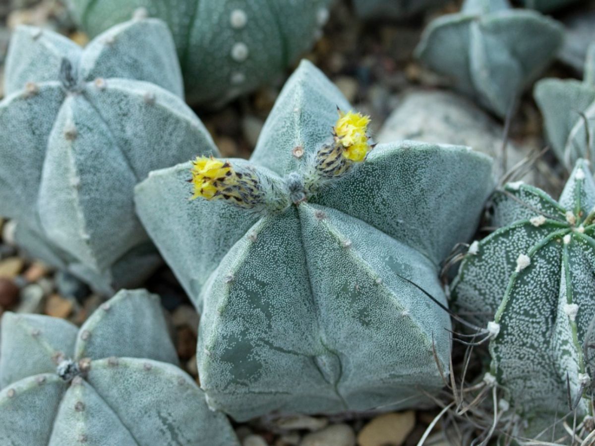 Bishop’s Cap Propagation