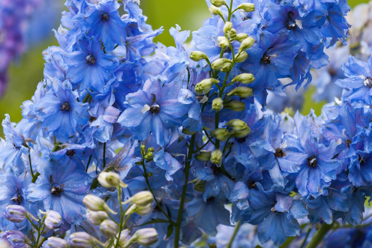 Blue Delphiniums