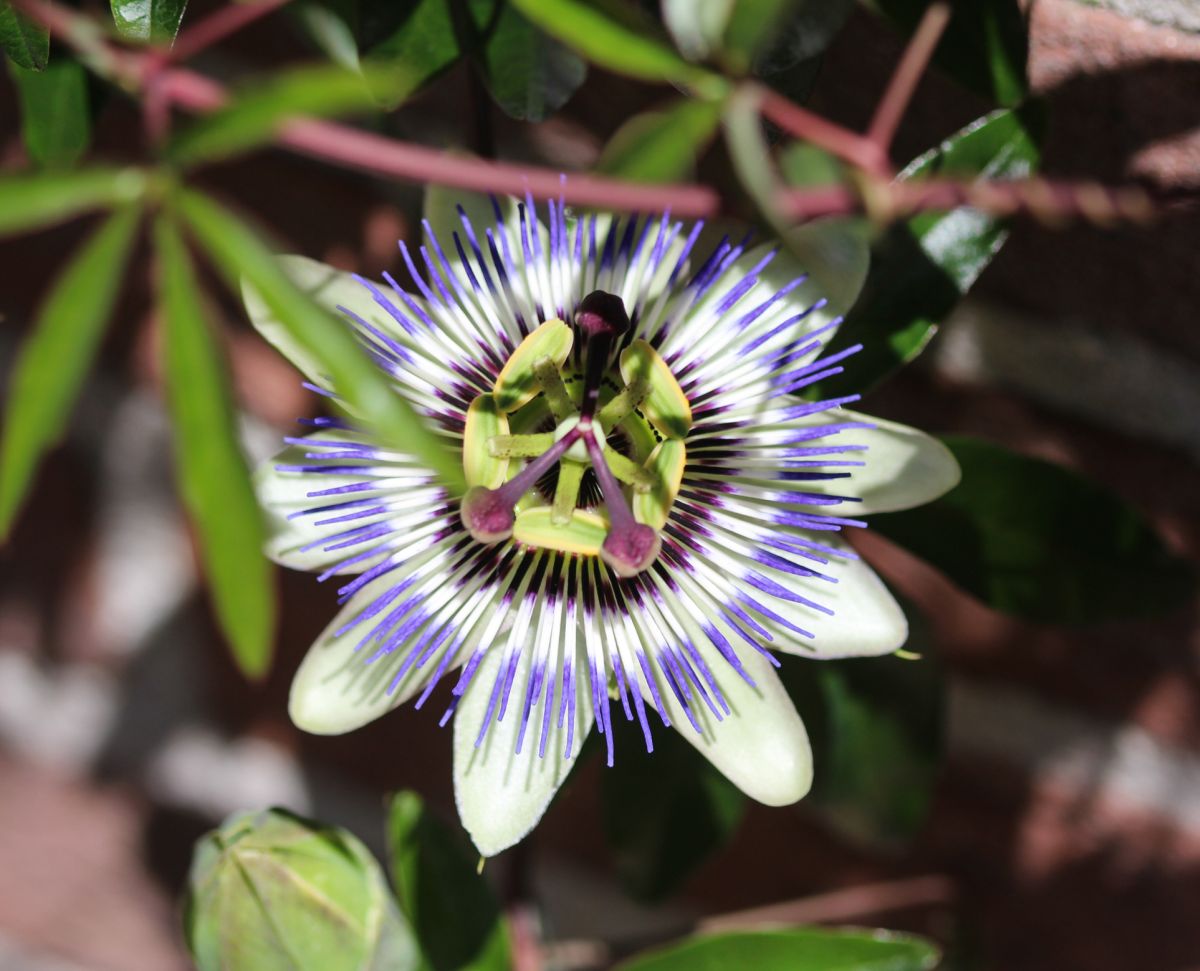 Bluecrown Passionflower