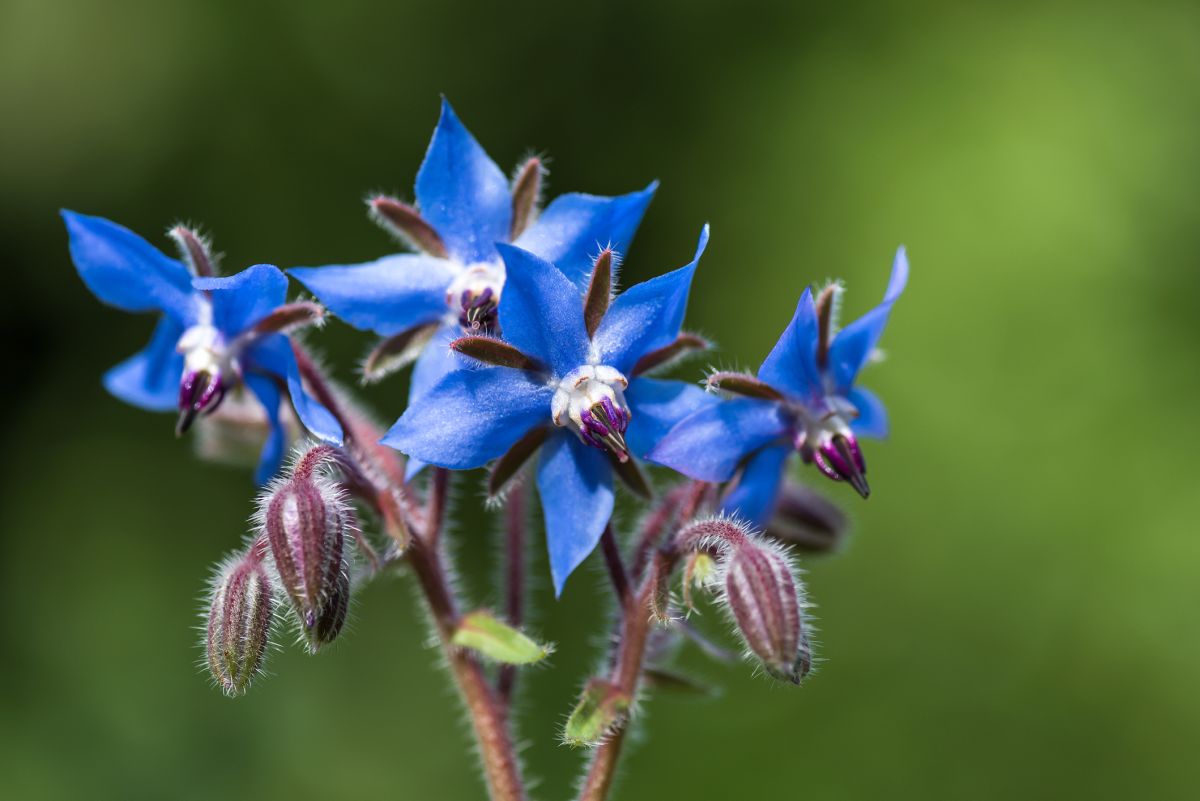 Borage 