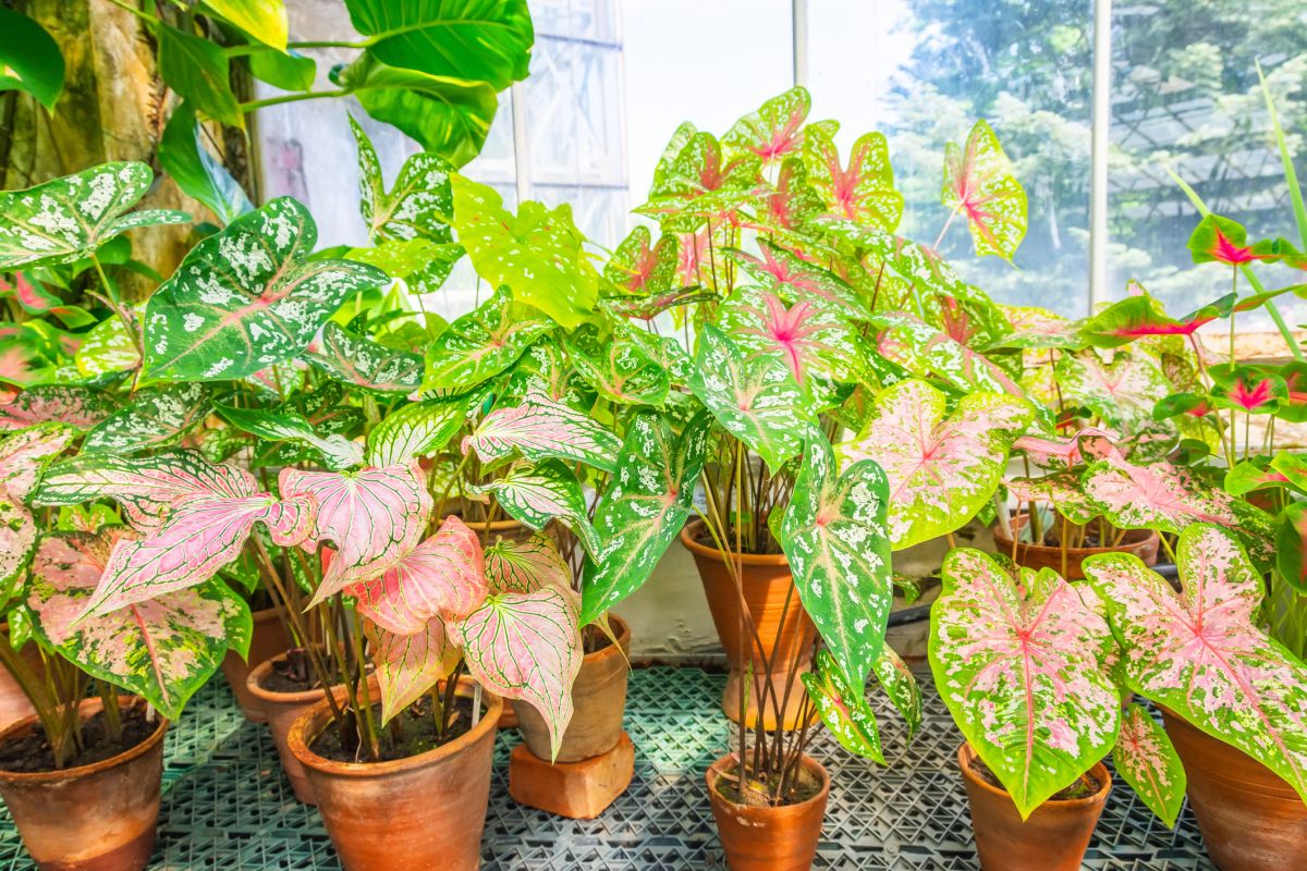 Caladium