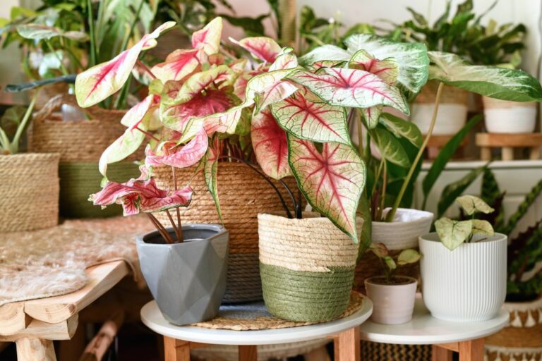 Caladiums The complete guide to caring for the Heart Of Jesus houseplant