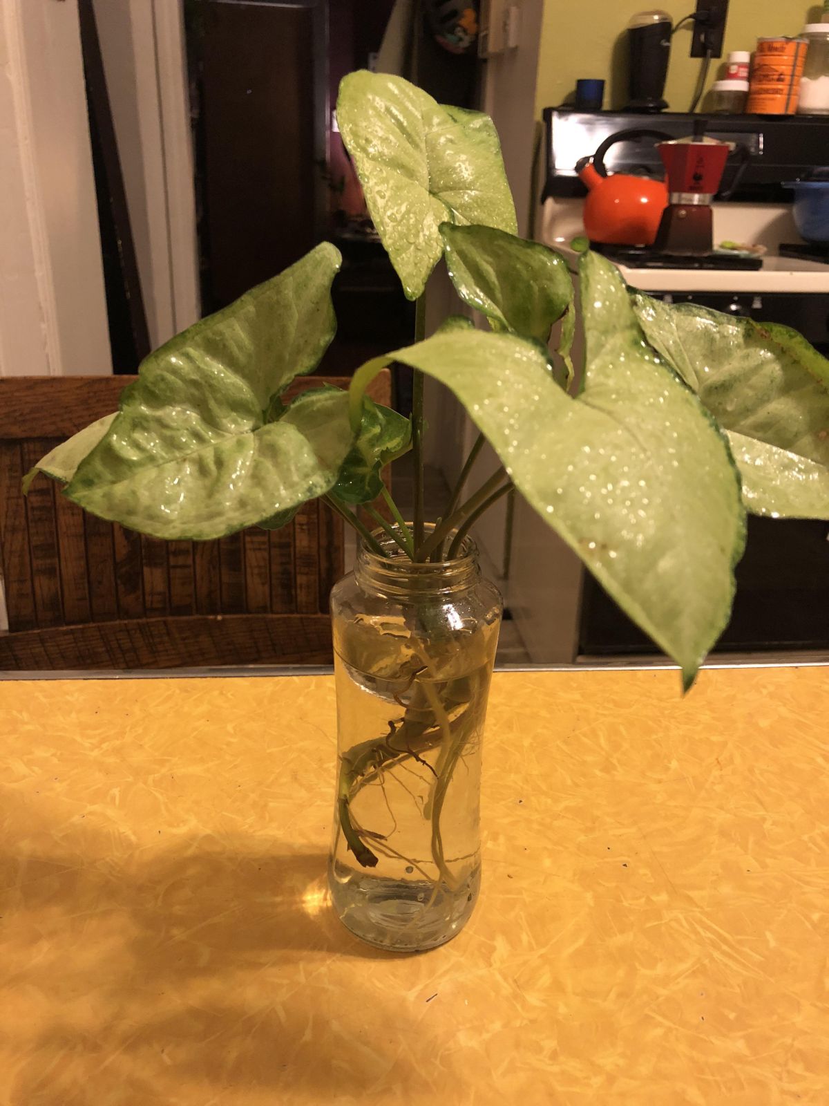 Caladium propagation