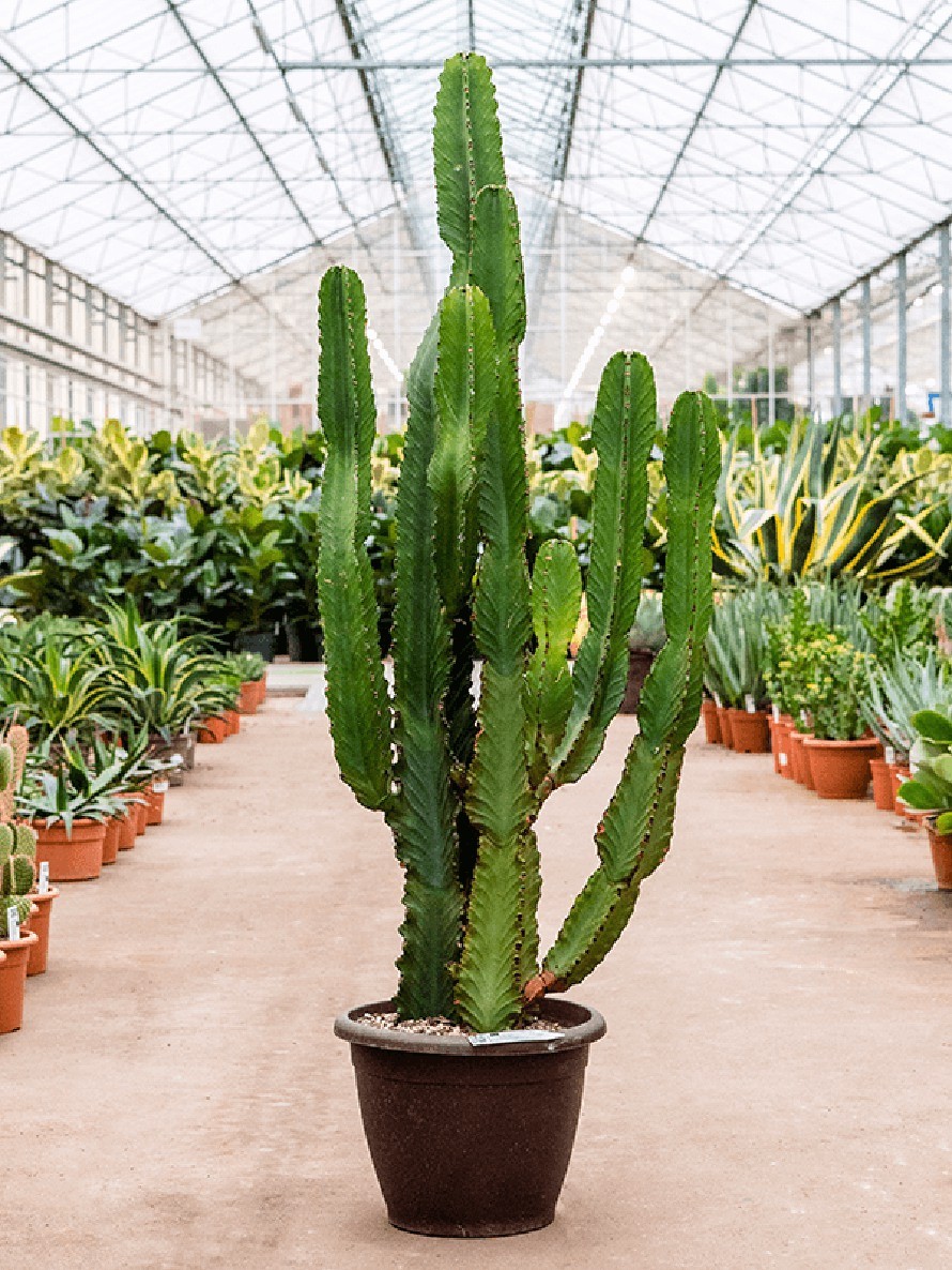 The Candelabra Tree Makes a Big Impact