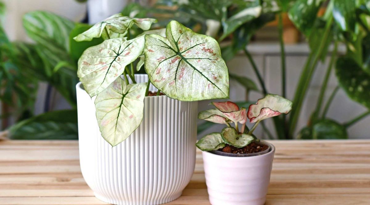 Care For Caladiums