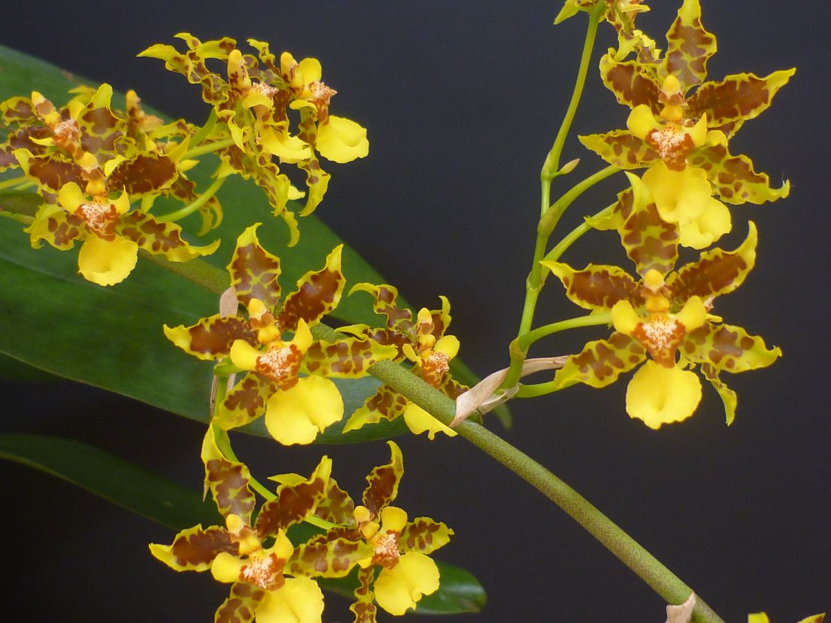 Caring for Oncidium Orchid 