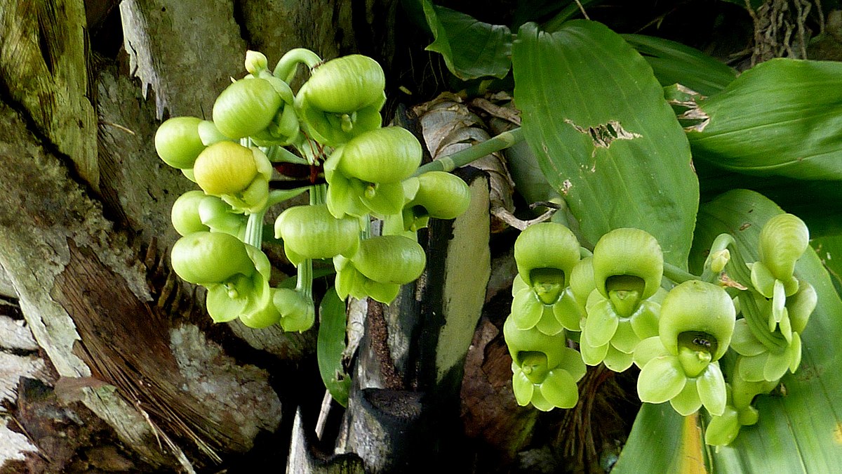 Catasetum spp