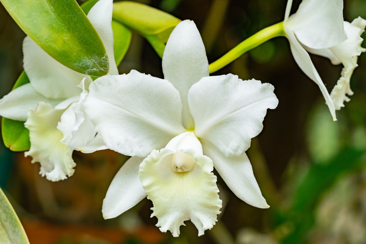 Cattleya Orchid