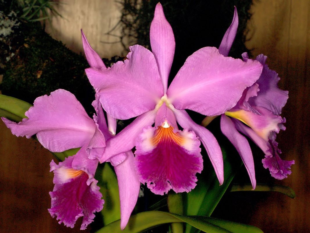 Cattleya Watering Requirement  