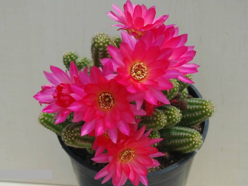 Chamaelobivia Cactus