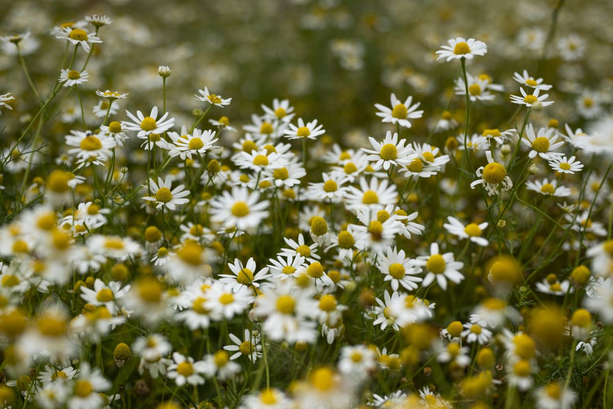 Chamomile 