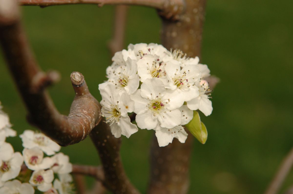 Cleveland Pear Tree