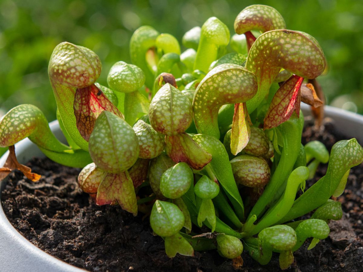 Cobra Lily Pruning Requirement 