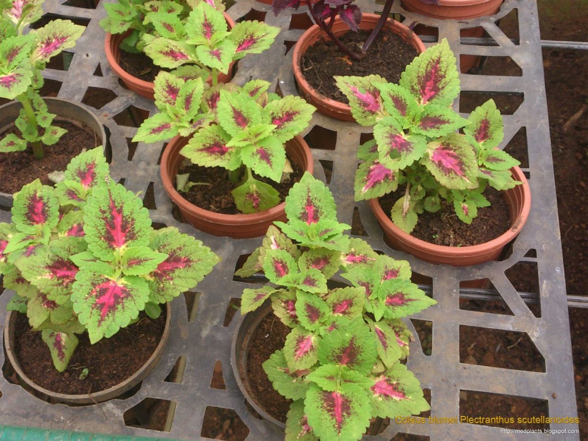 Coleus Propagation  