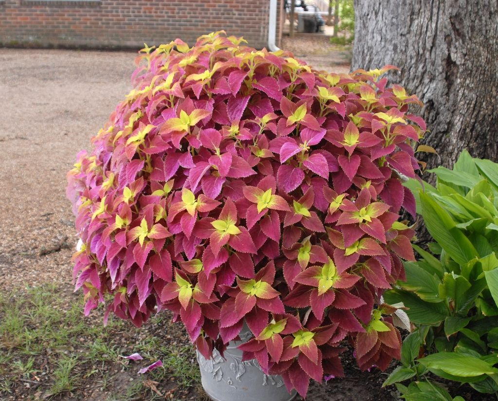 Coleus Soil Requirement 