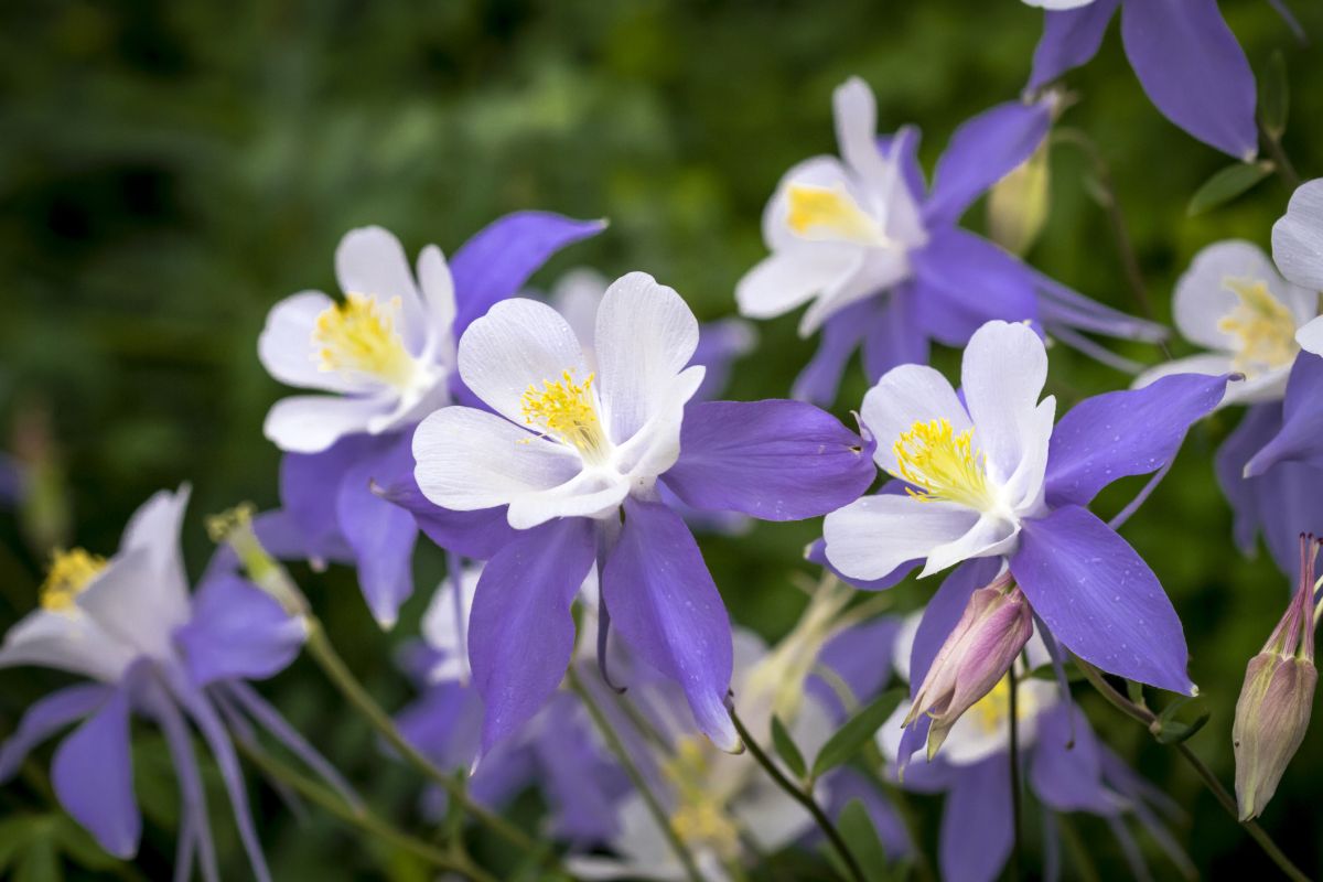 Columbine flowers