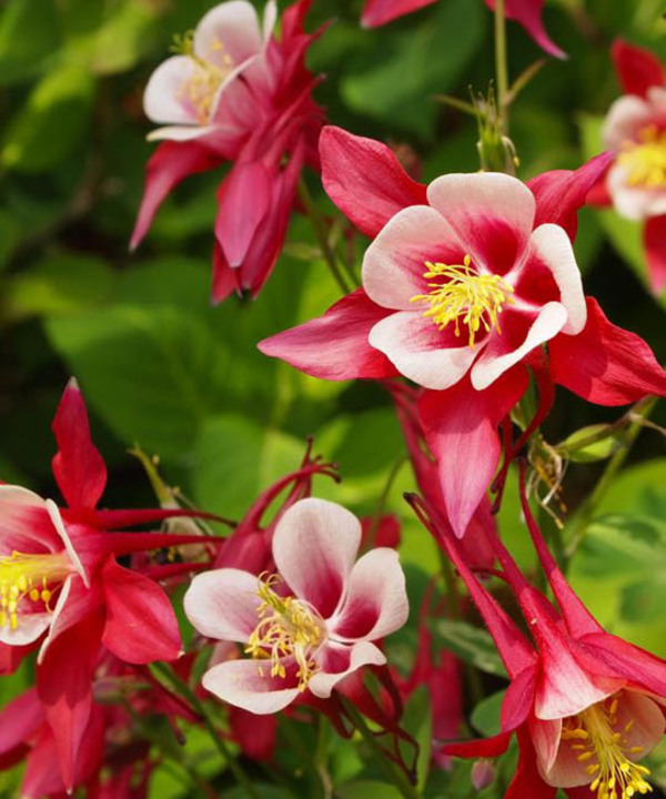 Columbine