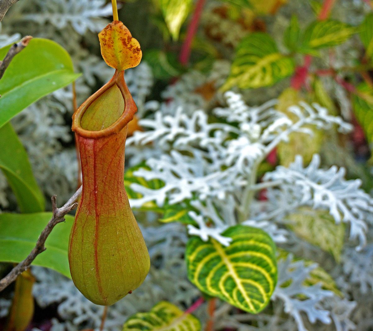 Monkey cup plant care