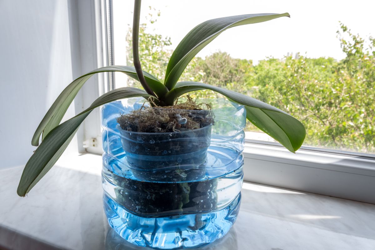 Common Mistakes While Watering Orchids