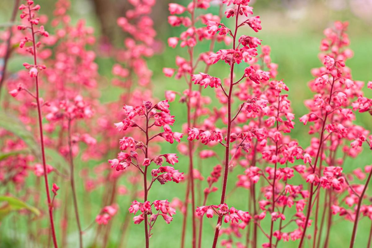 Coral Bells Flower Care