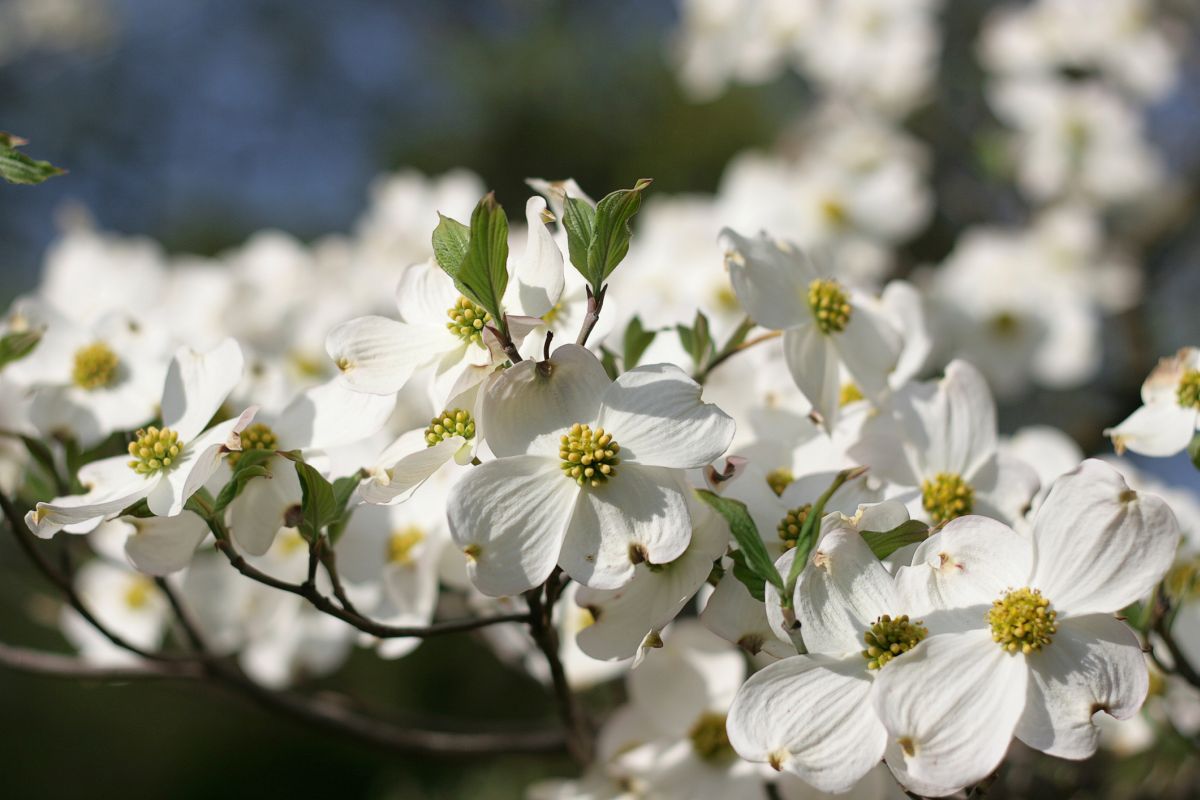 Cornus florida