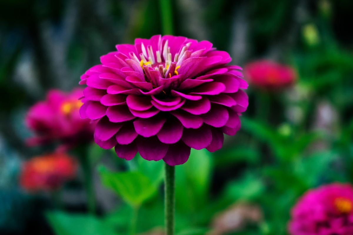 Dahlia