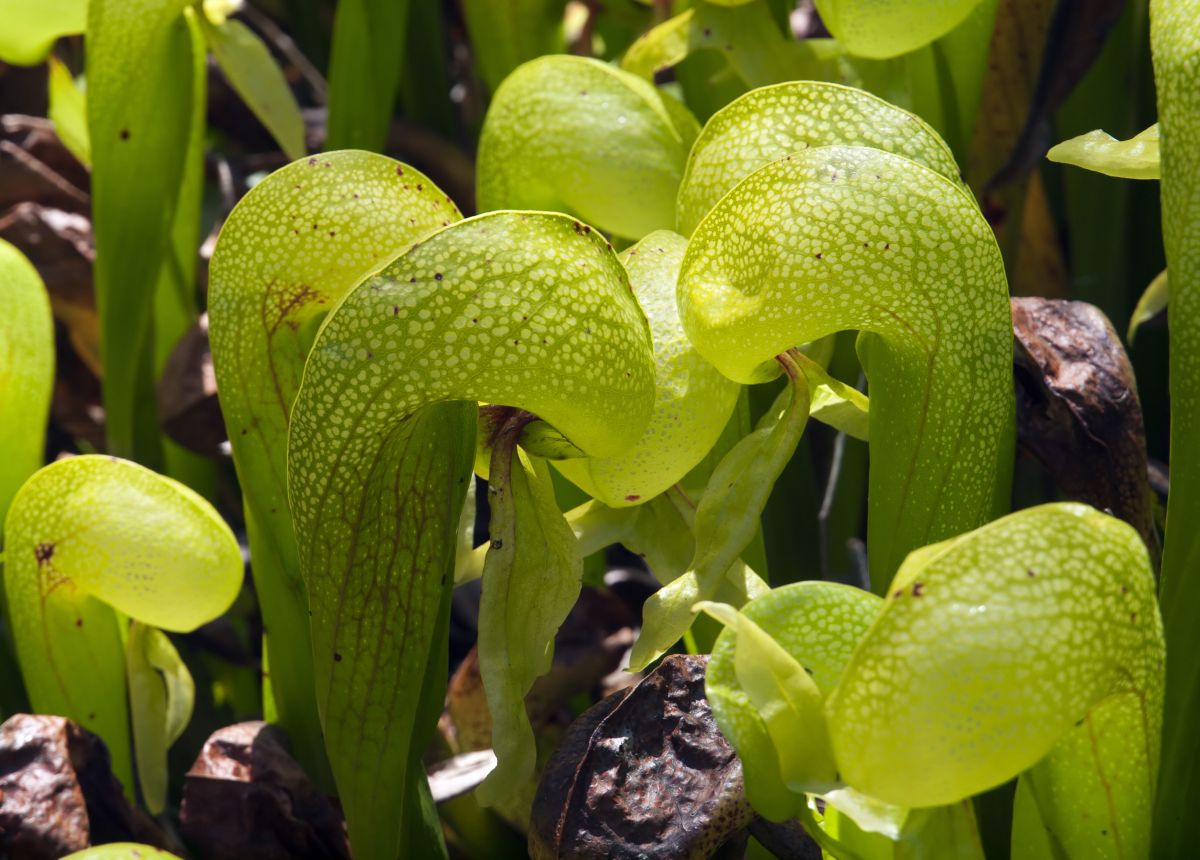 Darlingtonia Californica