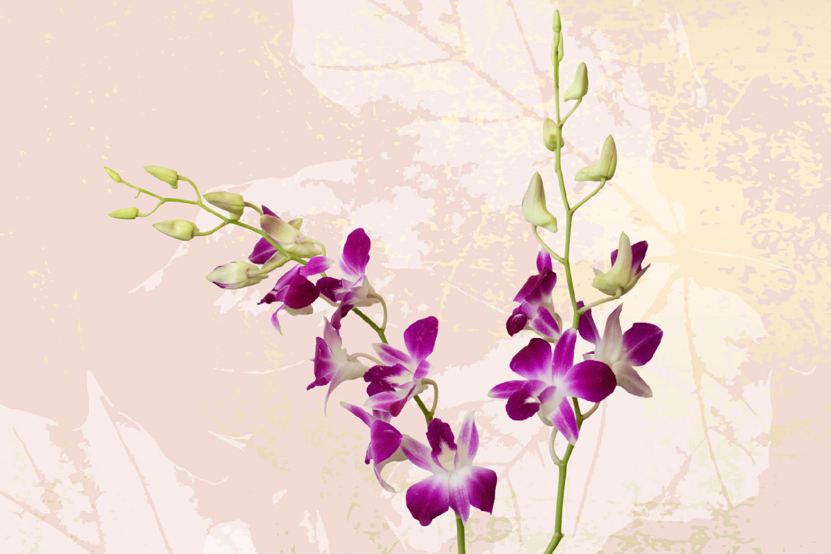 Dendrobium Orchids 