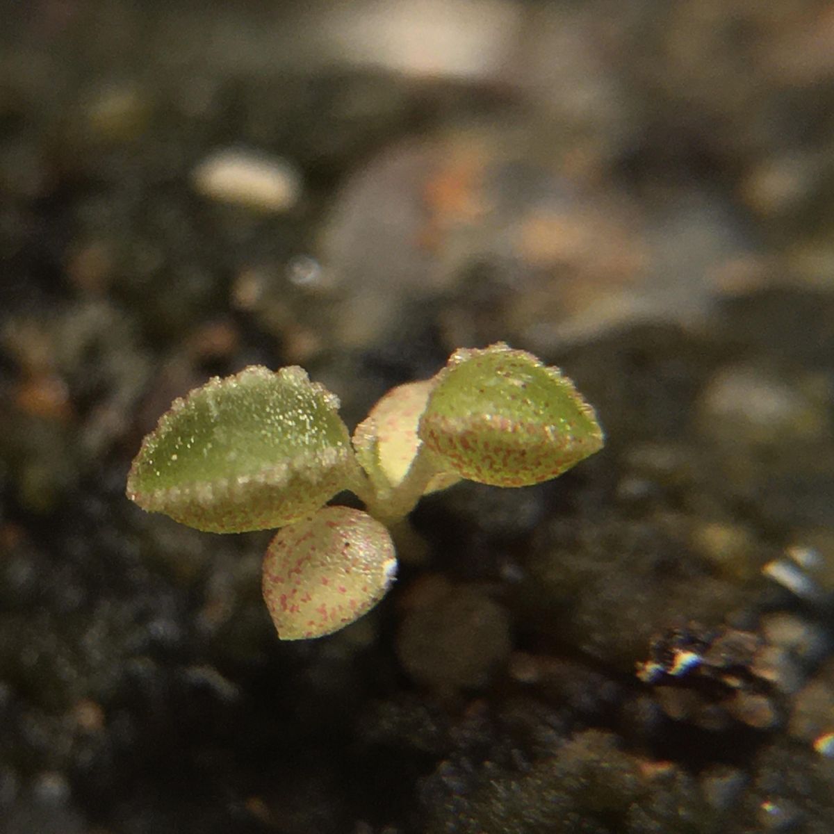 Dinosaur of the Peperomia