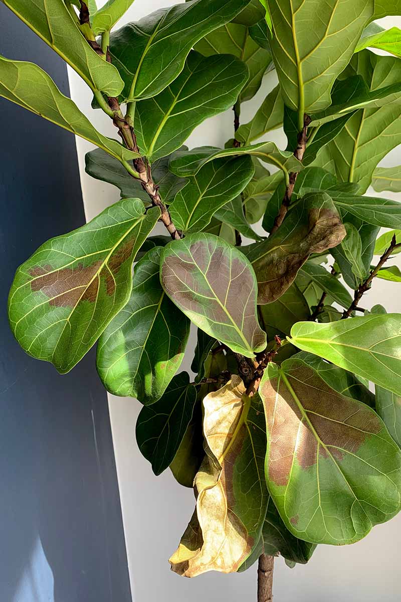 Diseases of the Fiddle Leaf Fig