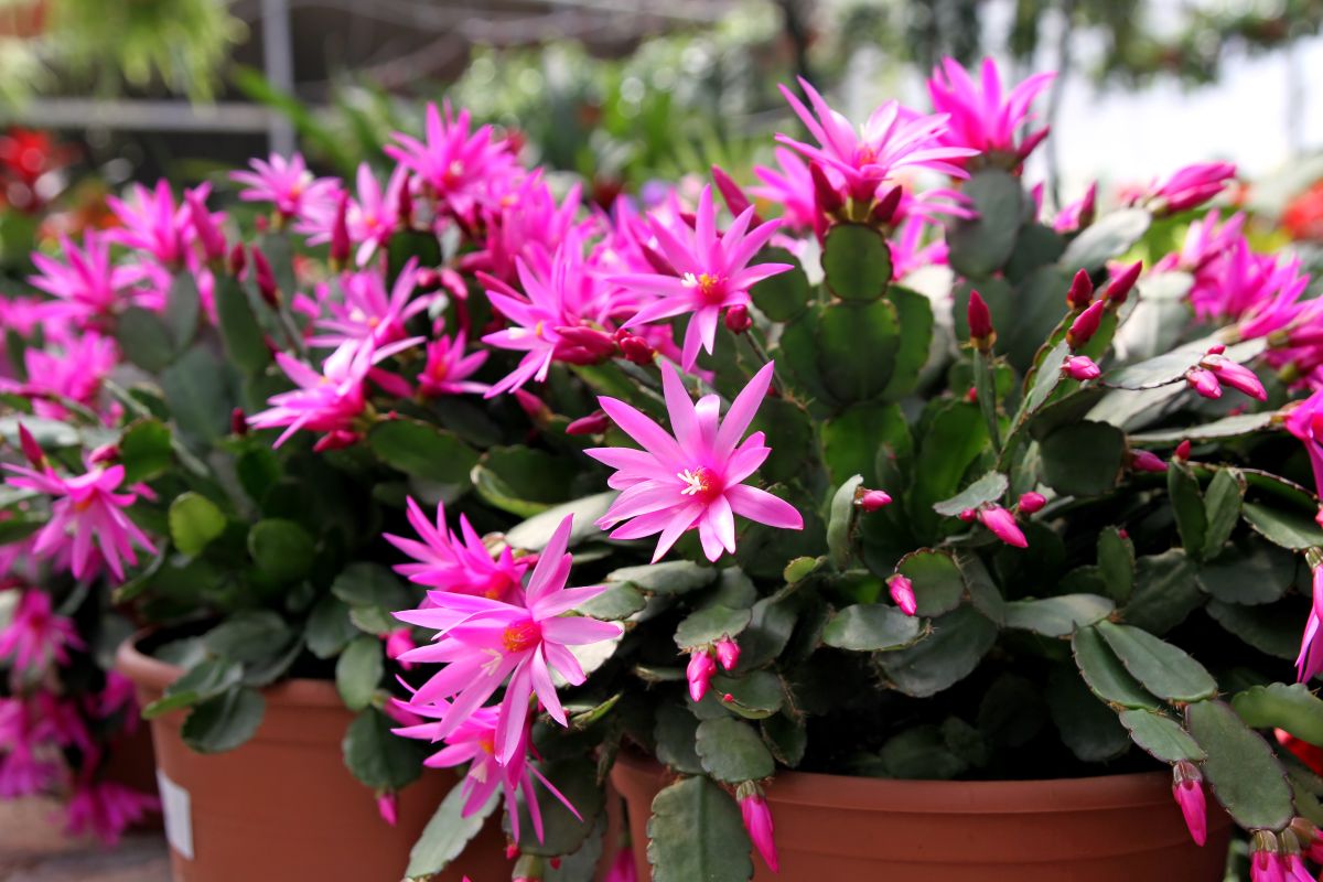 Easter Cactus