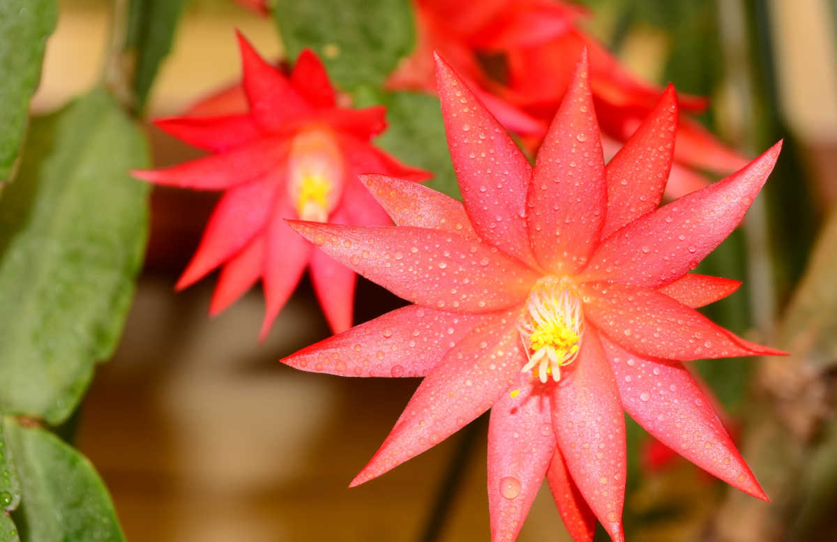 Easter Cactus Blooming