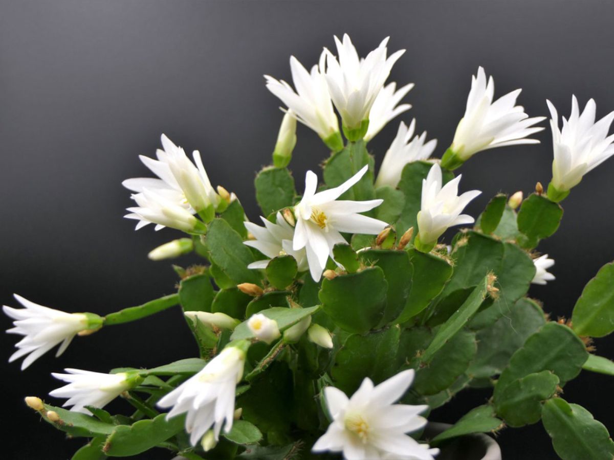 Easter Cactus