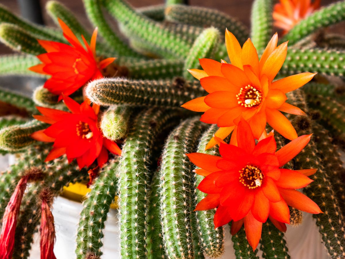 Echinopsis chamaecereus