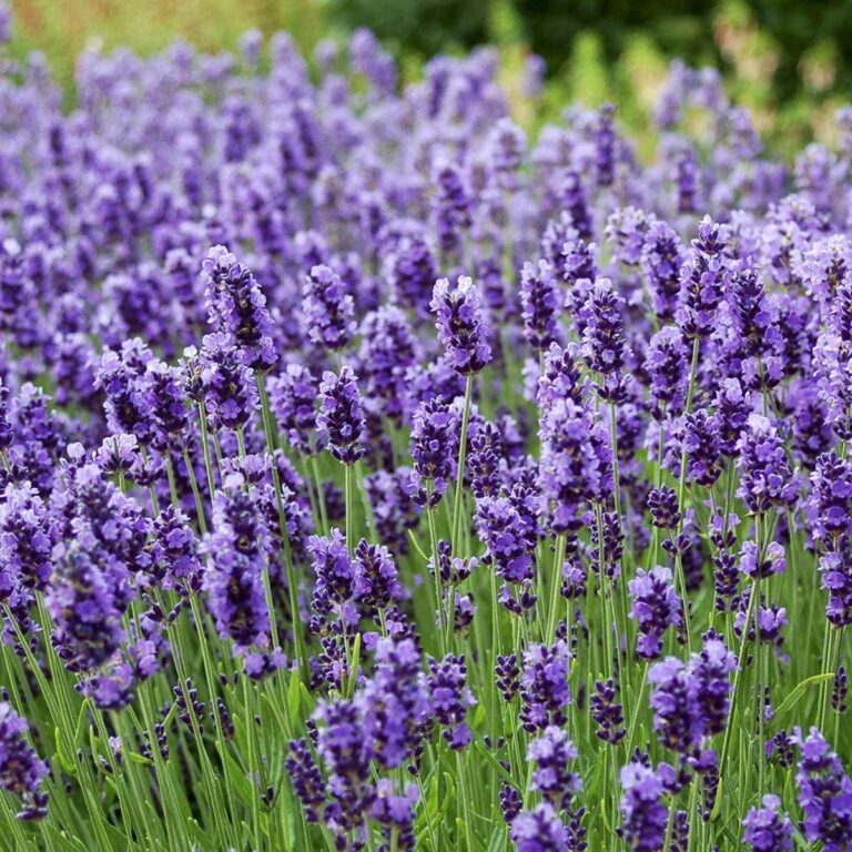 The English Lavender: How To Care For The Lavandula Angustifolia Plant