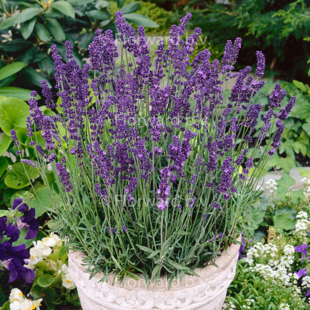 The English Lavender How To Care For The Lavandula Angustifolia Plant