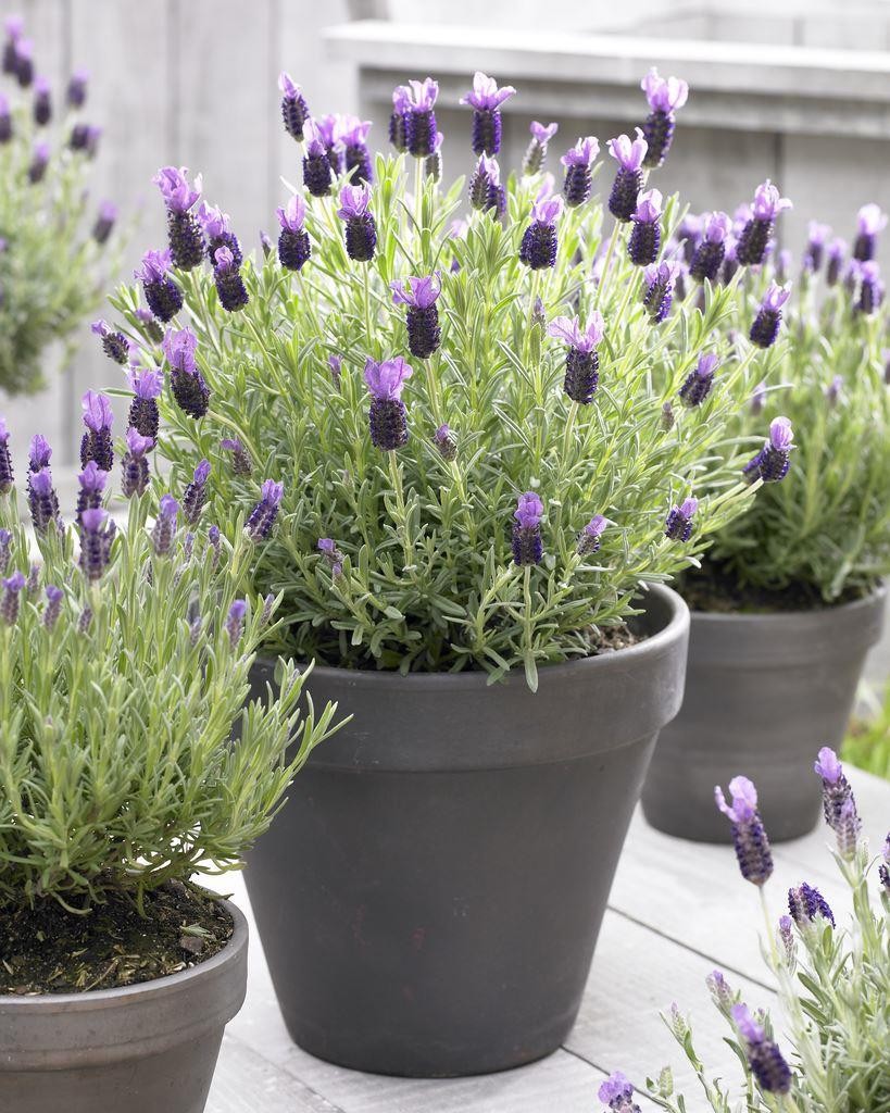 English Lavender Soil Requirement