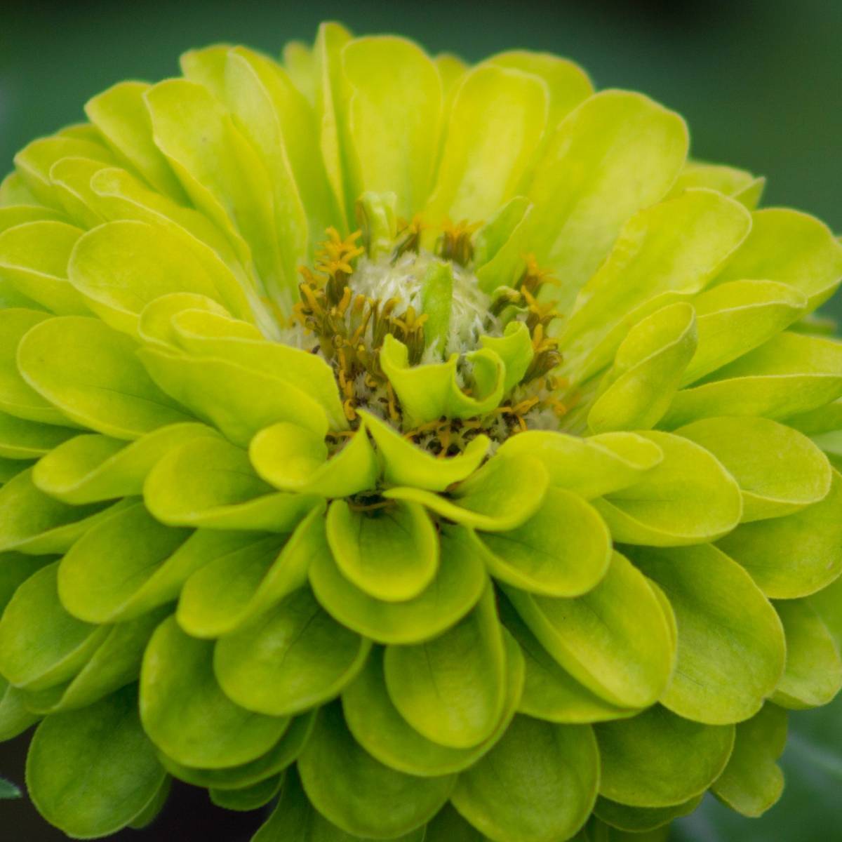 Envy Zinnia