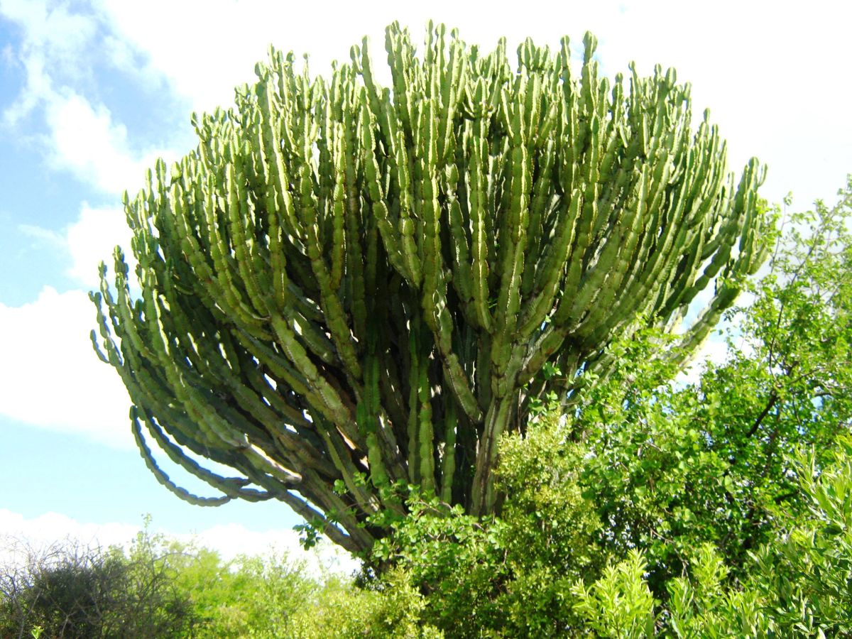 Euphorbia ingens