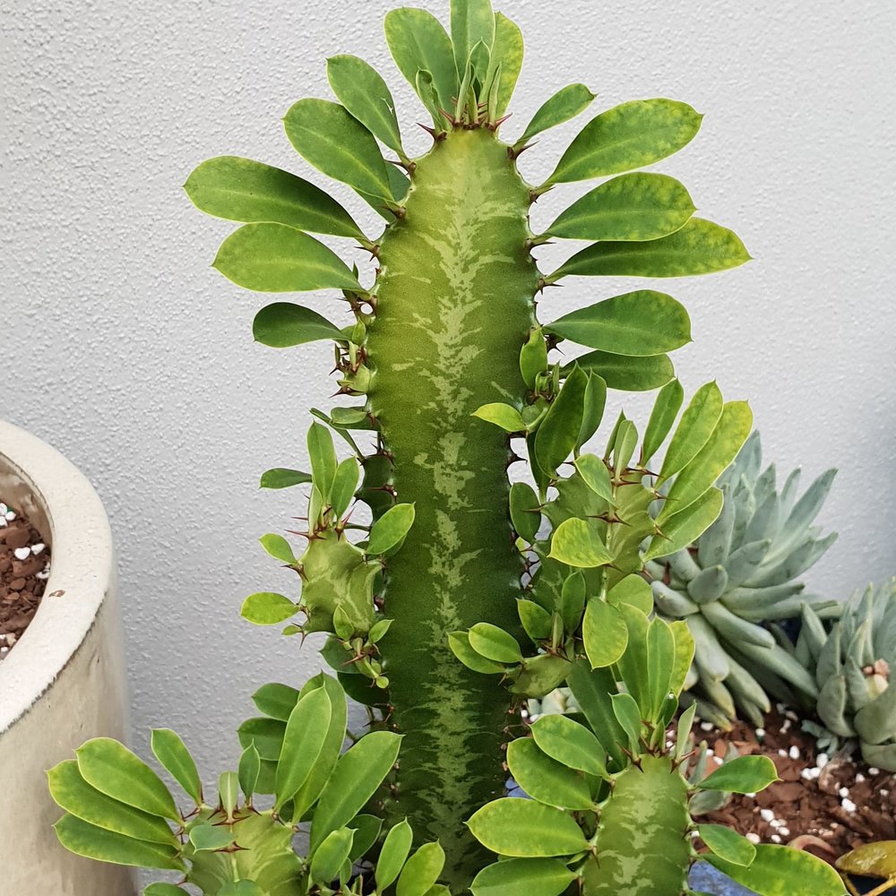 Euphorbia trigona,