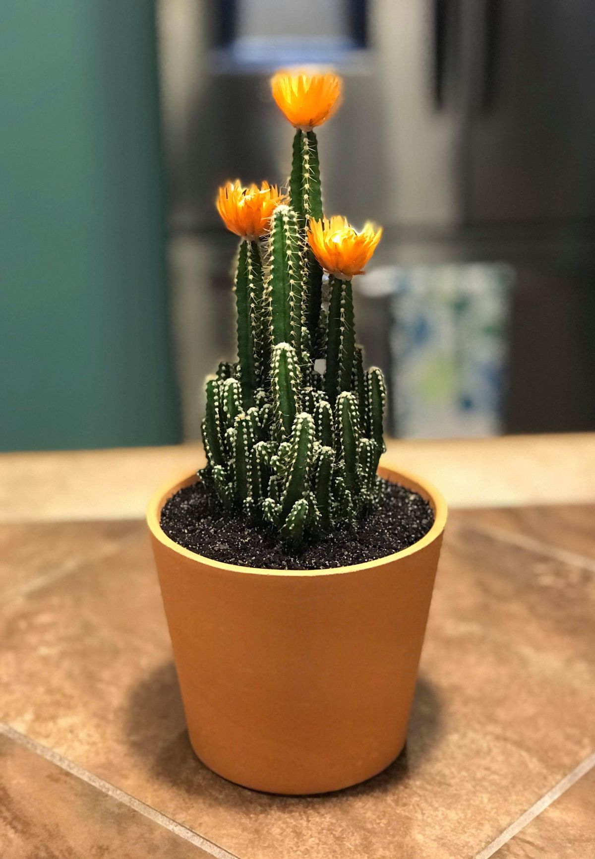 Fairy Castle Cactus