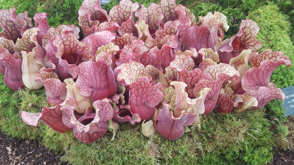 Fertilizer Requirement For the Purple Pitcher plant