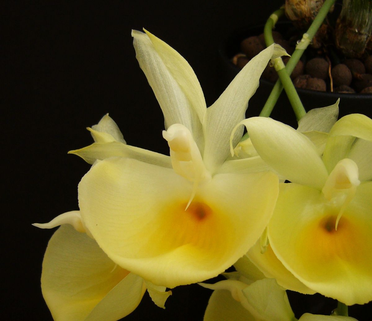 Fertilizer Requirement for the Catasetum Orchid
